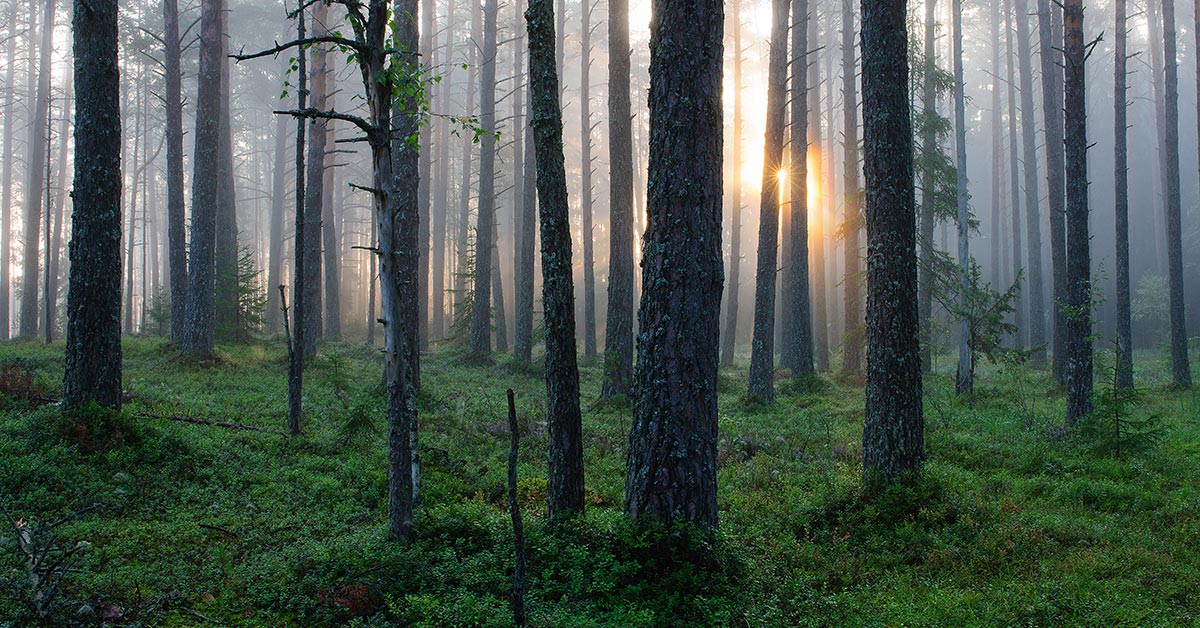 Artikkelin Huoli Viron metsistä otsikkokuva