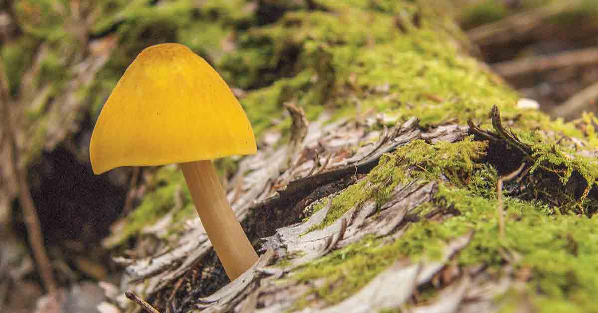 Artikkelin Hätäruoasta trendiruoaksi otsikkokuva